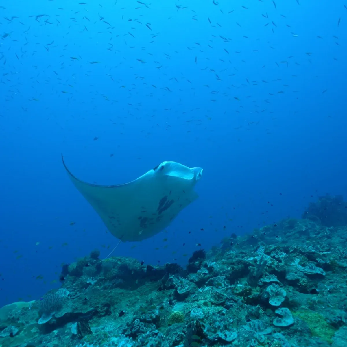 Encounters with Giants